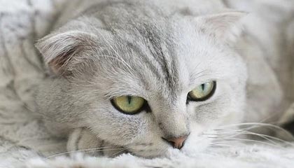 【欧联杯】哈特连丢远射 热刺2记点球3比3客平出线